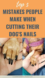 cutting their dog s nails