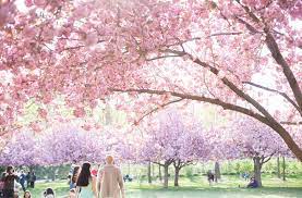 cherry blossom season at the brooklyn
