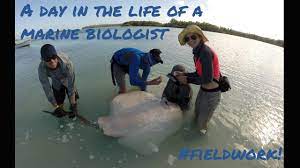 a day in the life of a marine biologist