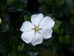 how to plant and grow gardenia