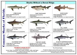 Tackle Box Id Florida Saltwater Fish Identification Card Jumbo Edition 60 Common Fish May 2019 Rules