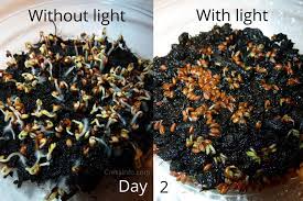 dark vs light cressinfo com