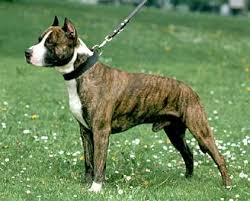 1 staffordshire dogs have been reproduced for years. Malaysia American Staffordshire Terrier Breeders Grooming Dog Puppies Reviews Articles Muamat