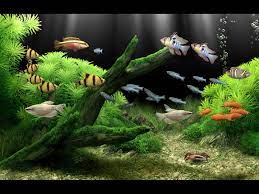 dream aquarium screensaver