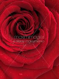 photo of beautiful red rose stock