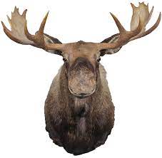 Moose Head Wall Decal Prime Decals