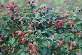 Image result for berry farm
