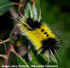 The body is covered by long, fine, white hairs. Yellow Caterpillars With Identification Guide And Pictures Leafy Place