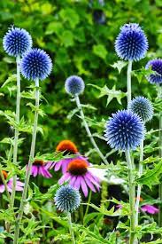 Summer Cutting Garden