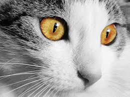eye infections in cats types symptoms