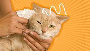 how to clean your cat s ears at home