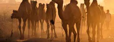Thousands of camels and other animals are brought to the fair to be traded. A Quick Guide To Pushkar Fair India Wanderlust