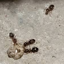 comment détruire une fourmilière