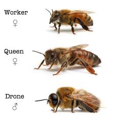 one season in the skin of a queen bee