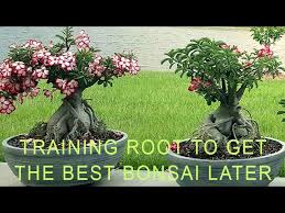 Adenium Desert Rose Training Root