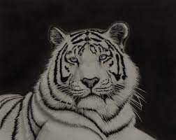 white tiger pencil drawing by alpoarts
