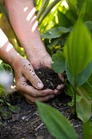 soil preparation for your vegetable garden