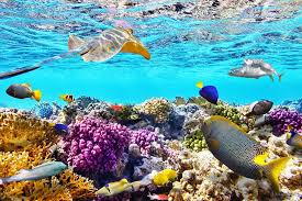 Letak indonesia yang berada di kawasan tropis memungkinkan ekosistem di laut dangkal seperti terumbu karang untuk tumbuh dan berkembang. Bagaimana Terumbu Karang Hidup Belajar Sampai Mati