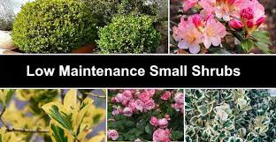 22 Low Maintenance Small Shrubs With