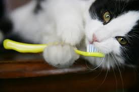 See the top 10 ranked pet insurance in 2021 & make an informed purchase. Dental Care For Cats Aspca Pet Health Insurance