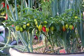 Florida Container Gardening For