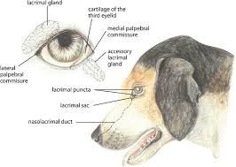 dry eye or keratoconjunctivitis sicca