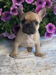 Find the perfect french bulldog puppy at puppyfind.com. Royal Woods Frenchie S Pet Services