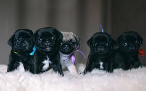 For instance some people believe that female dogs can get pregnant any time they are together. Black Pug Everything You Should Know Before Buying All Things Dogs All Things Dogs