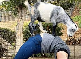 this outdoor yoga cl with mini goats