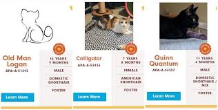 Austin, texas — as local businesses and nonprofits take precautions amid coronavirus concerns, austin pets alive! Whoever Is Naming The Cats At This Austin Shelter Probably Needs To Be Drug Tested Upworthy