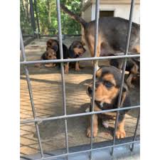 Enter your email address to receive alerts when we have new listings available for black and tan puppies for sale. Black And Tan Beagle Puppies In Shepherdsville Kentucky Puppies For Sale Near Me