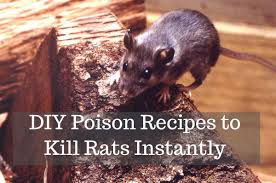 The fastest way to get rid of rats is to use the highly targeted methods western exterminator has certified rat control specialists. How To Get Rid Of Rats With Homemade Poison Dengarden Home And Garden