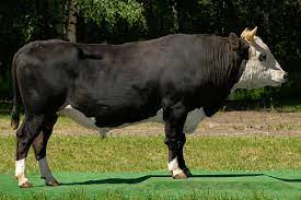 Ярославская порода коров: характеристика, выбор телят, особенности содержания и кормления