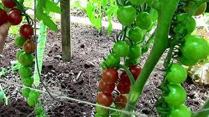 how to prune tomatoes for earlier