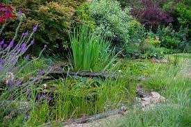 Choosing Pond Plants Rhs Gardening