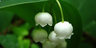 Muguet, a character in the movie how much do you love me? Muguet Fleur Plantation Culture Entretien