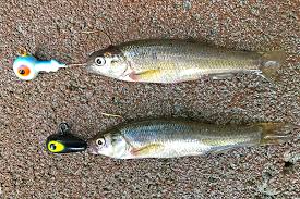 Jig Fishing For Walleye Article By Jeff