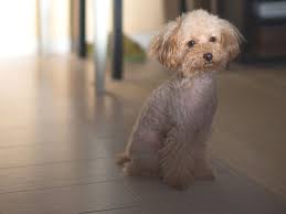 health issues in toy poodles uk pets