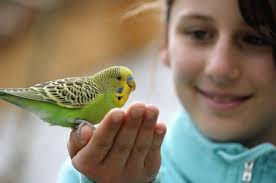 Its breed name is called budgerigar but it is more popularly referred to as budgies or parakeets. A Complete Guide To Keeping A Pet Parakeet
