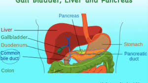 The pancreas is an organ located in the abdomen. Digsys J Liver Gall Bladder Pancreas Anatomy Youtube