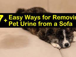 7 easy ways for removing pet urine