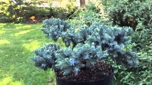 blue star juniper bonsai you
