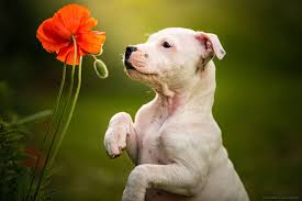 dogs puppy dog flower poppy