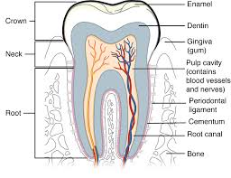 23 3 the mouth pharynx and esophagus