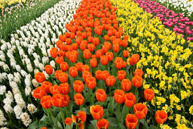 the most por flowers by color
