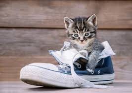 cat urine smells stains out of shoes