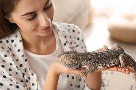 5 signs your bearded dragon may be sick