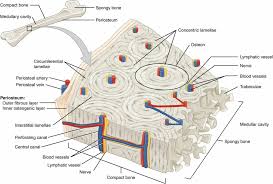 Diagram Of Bone Tissue Reading Industrial Wiring Diagrams