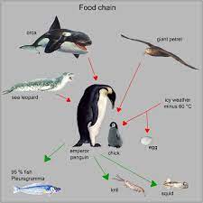 How many species of penguins live in antarctica? Pinguins Info Penguin Information About Aptenodyted Penguins