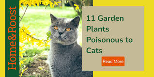 Plants Poisonous To Cats 11 Dangerous